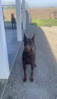 Nova , a female Doberman Pinscher for sale in Milford, IN – 1 of 2