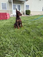 Thunder , a male Doberman Pinscher for sale in Milford, IN – 4 of 4