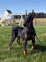 Lainey , a female Doberman Pinscher for sale in Milford, IN – 4 of 10