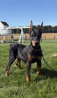 Lainey , a female Doberman Pinscher for sale in Milford, IN – 9 of 10
