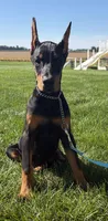 Lainey , a female Doberman Pinscher for sale in Milford, IN – 3 of 10