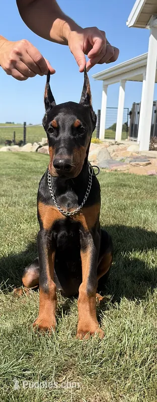 Anna  – Doberman Pinscher puppy for sale in Milford, IN