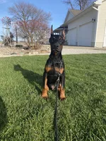 Leo, a male Doberman Pinscher for sale in Milford, IN – Photo 6 of 9