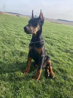 Leo, a male Doberman Pinscher for sale in Milford, IN – Photo 3 of 9