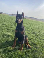Leo, a male Doberman Pinscher for sale in Milford, IN – Photo 1 of 9