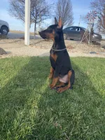 Leo, a male Doberman Pinscher for sale in Milford, IN – Photo 5 of 9