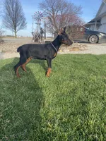 Leo, a male Doberman Pinscher for sale in Milford, IN – Photo 8 of 9