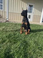 Leo, a male Doberman Pinscher for sale in Milford, IN – Photo 4 of 9