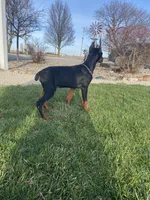 Leo, a male Doberman Pinscher for sale in Milford, IN – Photo 9 of 9