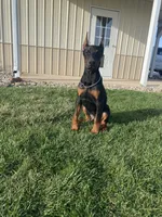 Leo, a male Doberman Pinscher for sale in Milford, IN – Photo 2 of 9