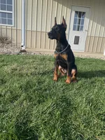 Leo, a male Doberman Pinscher for sale in Milford, IN – Photo 7 of 9
