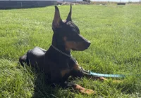 Lainey , a female Doberman Pinscher for sale in Milford, IN – 10 of 10
