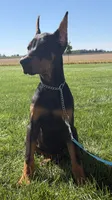 Lainey , a female Doberman Pinscher for sale in Milford, IN – 2 of 10