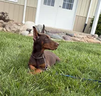 Thunder , a male Doberman Pinscher for sale in Milford, IN – 3 of 4