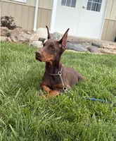 Thunder , a male Doberman Pinscher for sale in Milford, IN – 2 of 4
