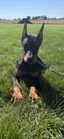 Lainey , a female Doberman Pinscher for sale in Milford, IN – 7 of 10