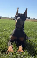 Lainey , a female Doberman Pinscher for sale in Milford, IN – 5 of 10