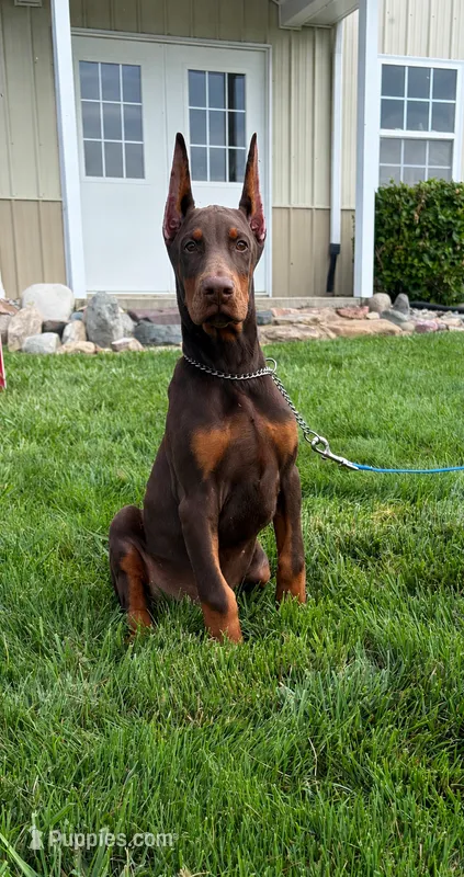 Thunder  – Doberman Pinscher puppy for sale in Milford, IN
