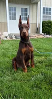 Thunder , a male Doberman Pinscher for sale in Milford, IN – 1 of 4
