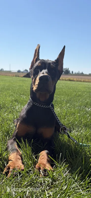 Lainey  – Doberman Pinscher puppy for sale in Milford, IN