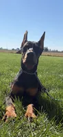 Lainey , a female Doberman Pinscher for sale in Milford, IN – 1 of 10