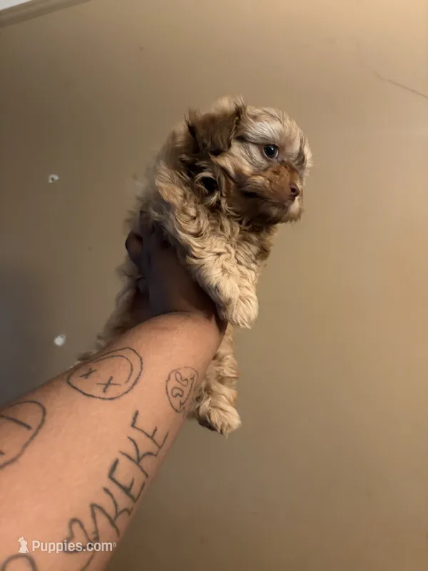 Charlie – Shih Tzu puppy for sale in Dearborn, MI