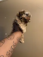 Charlie, a male Shih Tzu for sale in Dearborn, MI – 1 of 3