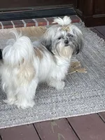 Piper, a  Shih Tzu for sale in Dearborn, MI – 2 of 3