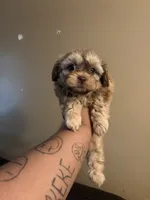 Charlie, a male Shih Tzu for sale in Dearborn, MI – 2 of 3