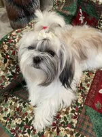 Piper, a  Shih Tzu for sale in Dearborn, MI – 3 of 3