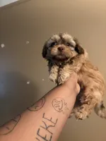 Charlie, a male Shih Tzu for sale in Dearborn, MI – 3 of 3