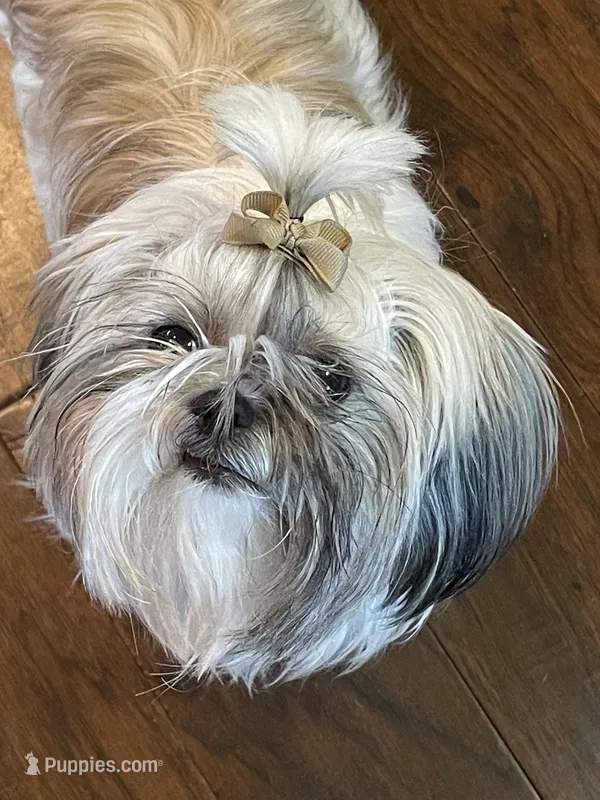 Piper – Shih Tzu puppy for sale in Dearborn, MI