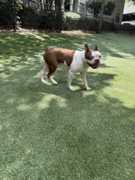 lou, a male Boston Terrier for sale in Atlanta, GA – 2 of 3