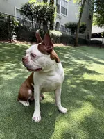 lou, a male Boston Terrier for sale in Atlanta, GA – 1 of 3