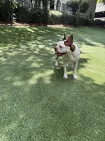 lou, a male Boston Terrier for sale in Atlanta, GA – 3 of 3
