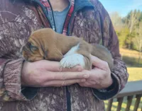 Charlie, a male Basset Hound for sale in Aurora, IN – Photo 2 of 3