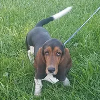 Charlie, a male Basset Hound for sale in Aurora, IN – Photo 3 of 3