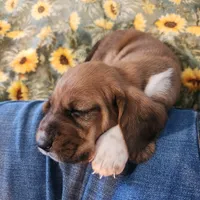 Charlie, a male Basset Hound for sale in Aurora, IN – Photo 1 of 3