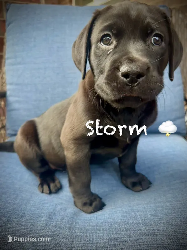Storm – American Pit Bull Terrier, Golden Retriever puppy for sale in Norman, OK