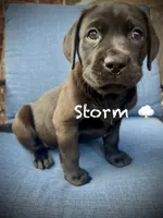 Storm, a female American Pit Bull Terrier and Golden Retriever for sale in Norman, OK – 1 of 3
