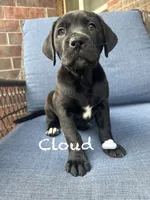 Cloud, a female American Pit Bull Terrier and Golden Retriever for sale in Norman, OK – 2 of 3