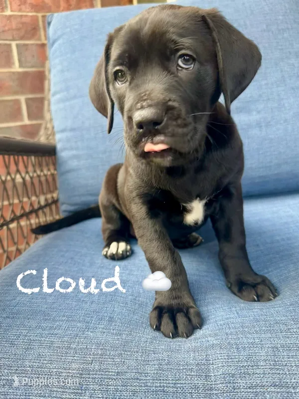 Cloud – American Pit Bull Terrier, Golden Retriever puppy on hold in Norman, OK