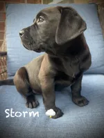 Storm, a female American Pit Bull Terrier and Golden Retriever for sale in Norman, OK – 2 of 3