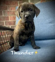 Thunder , a female American Pit Bull Terrier and Golden Retriever for sale in Norman, OK – 2 of 2