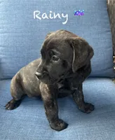 Rainy, a female American Pit Bull Terrier and Golden Retriever for sale in Norman, OK – 2 of 3