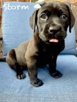 Storm, a female American Pit Bull Terrier and Golden Retriever for sale in Norman, OK – 3 of 3