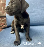 Cloud, a female American Pit Bull Terrier and Golden Retriever for sale in Norman, OK – 3 of 3