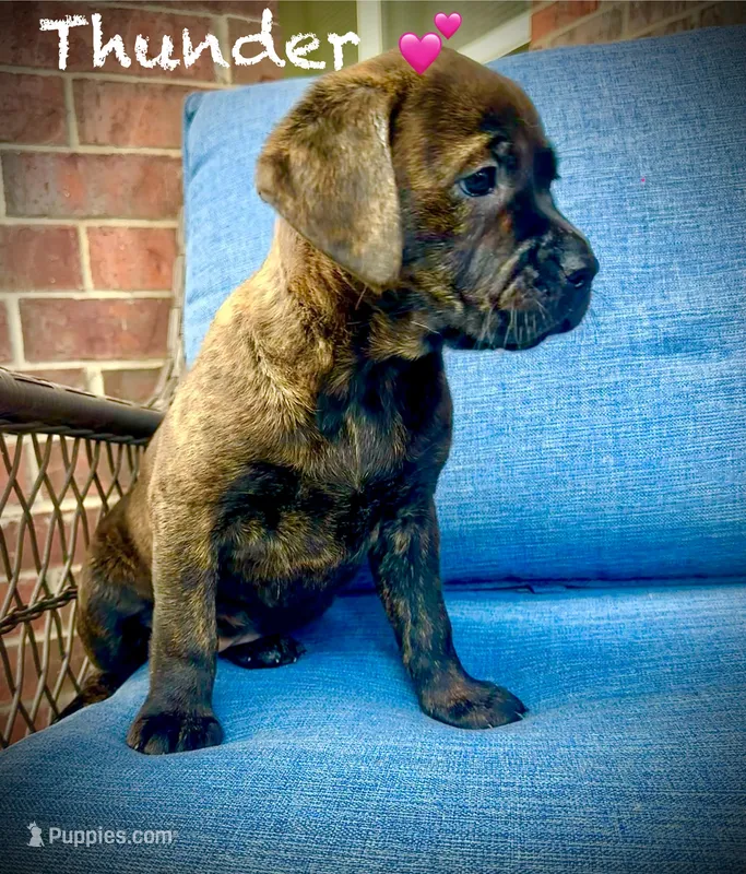 Thunder  – American Pit Bull Terrier, Golden Retriever puppy on hold in Norman, OK