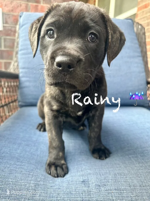 Rainy – American Pit Bull Terrier, Golden Retriever puppy for sale in Norman, OK