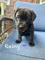 Rainy, a female American Pit Bull Terrier and Golden Retriever for sale in Norman, OK – 3 of 3